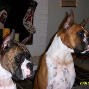 Boxer xmas stockings 2006