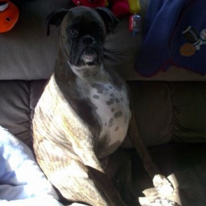 Harley_06