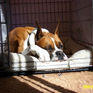Jesse sun bathing