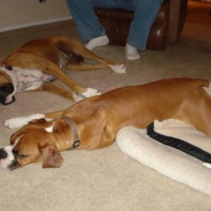 The Incredible Sleeping Duo...
