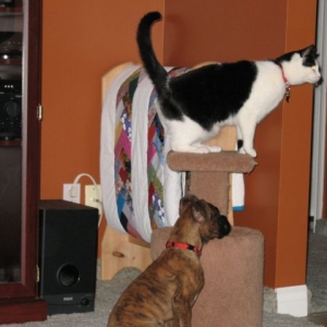 Dexter and Little One (the cat)