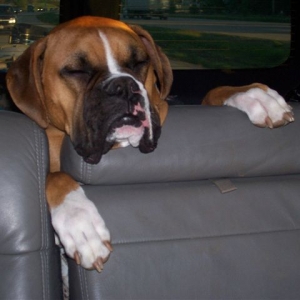 Boxerhead '06