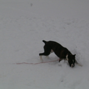 First_Snow_