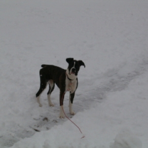 Lucy_First_Snow