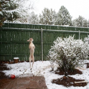 Boxer Ballet! TaTanka catchin' snowflakes