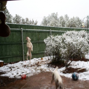 Look Ma! One foot! TaTanka chasin' snowflakes