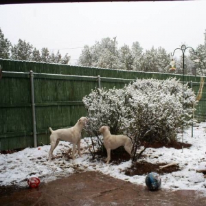 TaTanka and Sequoia eating snow!