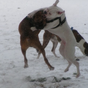 Bitty and Tyson playing rough in the snow