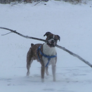 Every picture of Duke features a stick