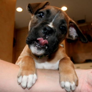 Lick