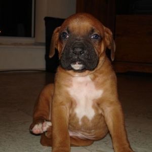 Elvis