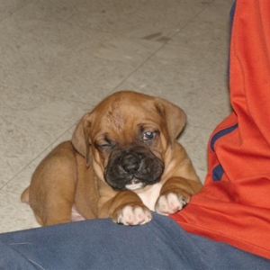 Elvis