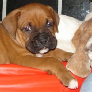 Elvis and Roscoe