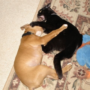 Elvis & Storm