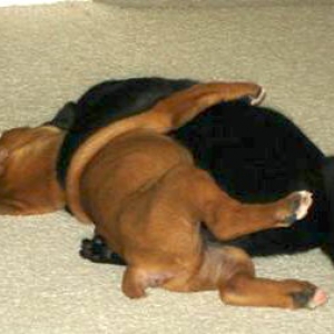 Elvis and Storm