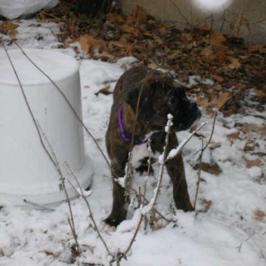 Maggie