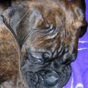 Maggie