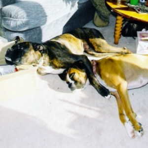 Prince & Rox