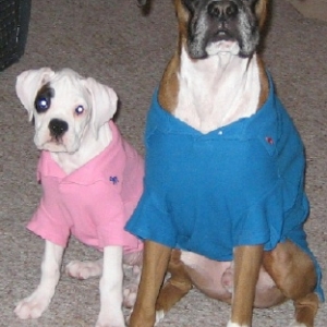 Preppy_Pups_4_