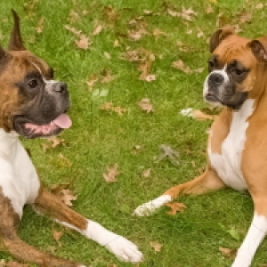 Roxie & Loki relaxing