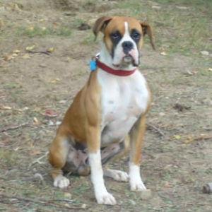Diesel Boy!