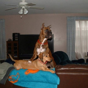 My "Little" House Guest - Bailey