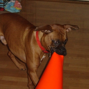 Best Toy Ever!