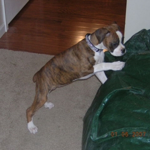 cookie at 12 weeks