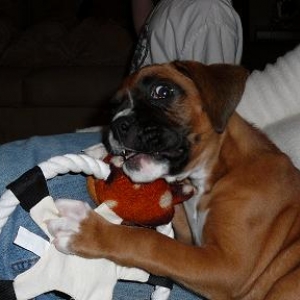 ROSCO_CHEWY_TOY