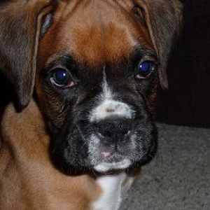 CUTIE_ROSCO