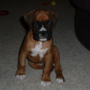 ROSCO_SITTING_PRETTY