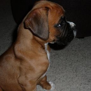 ROSCO_SIDE_VIEW