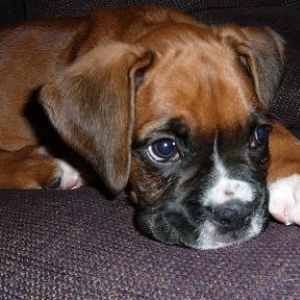 SLEEPY_ROSCO5