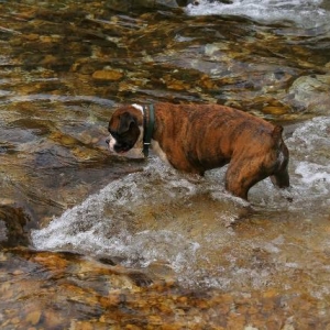 Henri in river