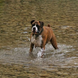 Henri