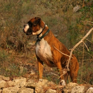 Henri - 4 years