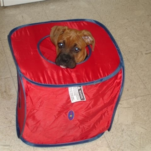 Jack in the box