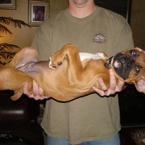 Elvis at 10 weeks