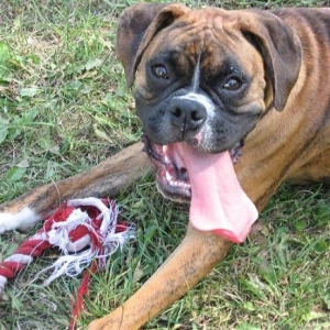 the tongue