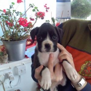 clip_image002