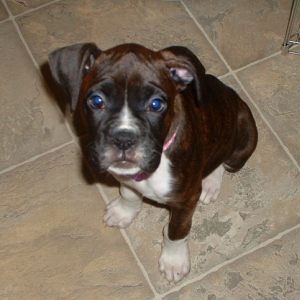 Happy Puppy... Sad Face