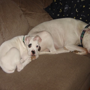Elliott & His Best Friend Pearl
