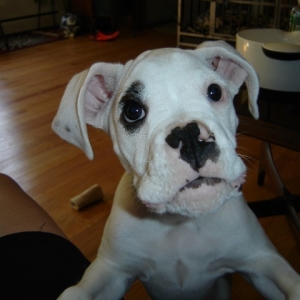 Elliott