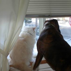 Gizmo and Rosco