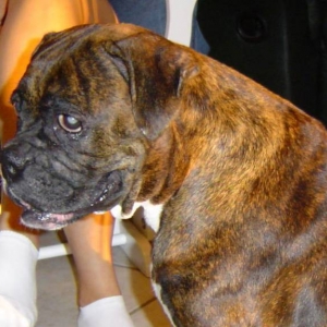 Bogey
