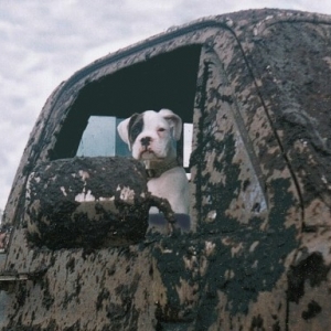 Oreo - clean pup, dirty truck.