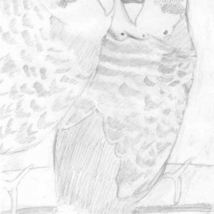 Parakeet Drawing