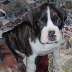 My beautiful 7 wk old Sadies.