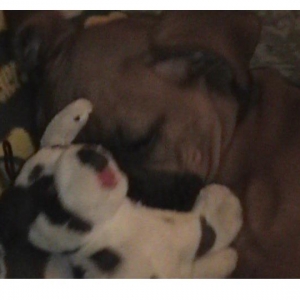 Bruno snoozing
