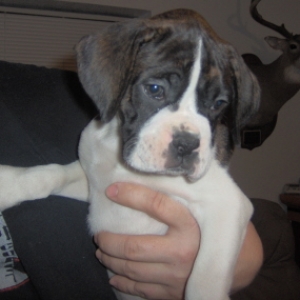 My Sadies girl again 7wks